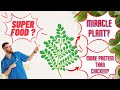 MORINGA - AMAZING HEALTH BENEFITS  - #superfoodsundays