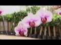 FIRA Historias de Éxito: Concentradora Nacional de Plantas Ornamentales CONAPLOR