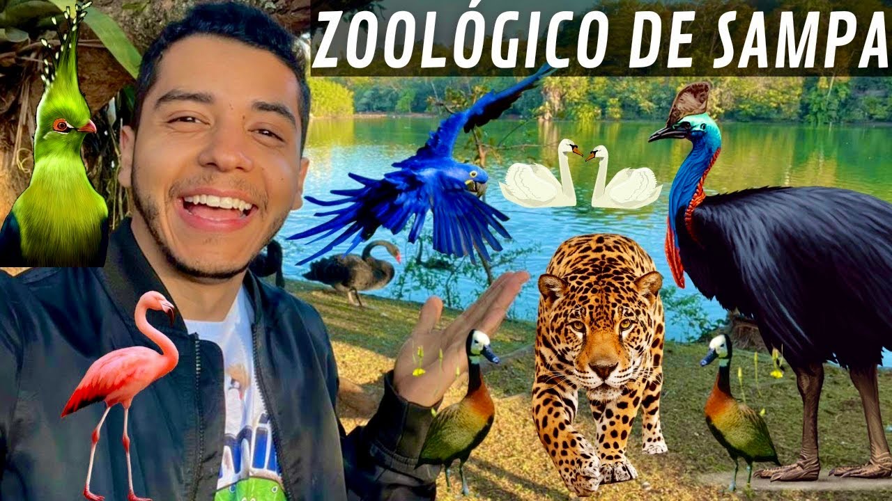 Zoológico de São Paulo | Muitas aves e animais Incríveis | Aves Recriar