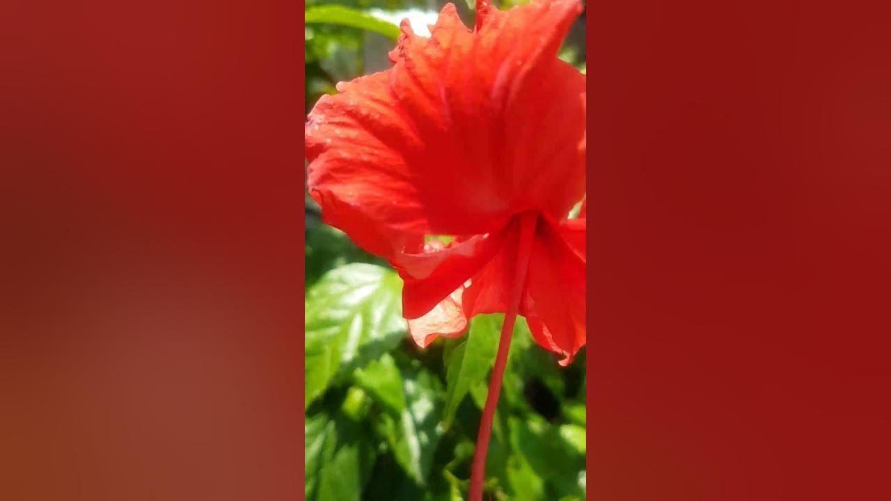 Amazing tips for more flowering in hibiscus plant🌺😳shorts