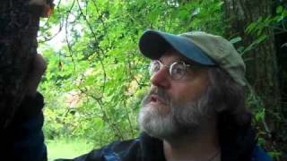 "Paul Stamets talks about Auricularia, Wood Ear or Mo-er Mushrooms in Edinburgh, scotland