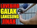 Cara Cepat Menjinakkan Lovebird Dewasa Galak - Praktek Langsung