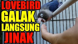 Cara Cepat Menjinakkan Lovebird Dewasa Galak - Praktek Langsung