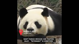 Giant pandas Meixiang and Tiantian enjoy “retirement in hometown