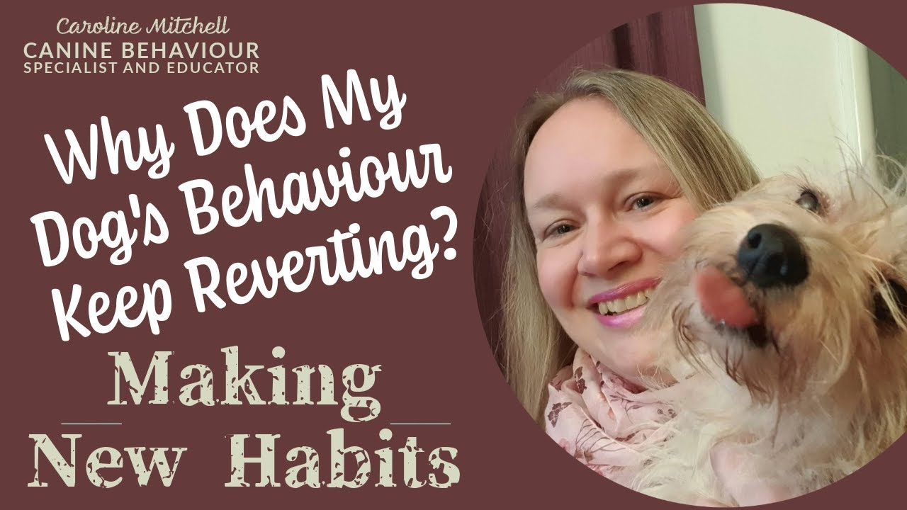 Why Does My Dog's Behaviour Keep Reverting? Making New Habits