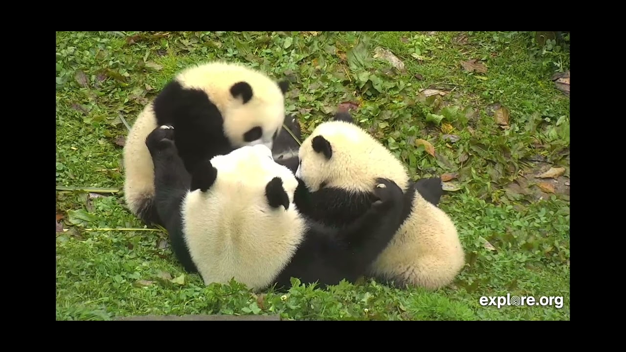 Gengda Valley explore.org 4/28/2023