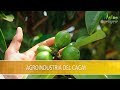 Agroindustria del Cacay- TvAgro por Juan Gonzalo Angel Restrepo