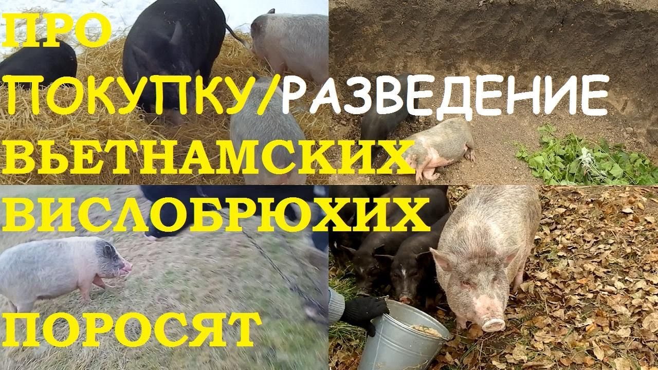 Вислобрюхие поросята без/со свиноматкой. Минусы и плюсы чистопородности ...