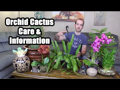 Caring For An Orchid Cactus