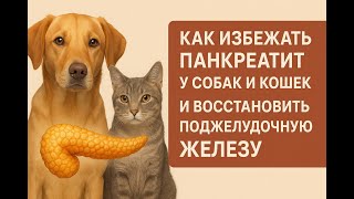 видео: Как недопустить возникновение панкреатита у собак и кошек и как восстанавливать поджелудочную железу картинка: Как недопустить возникновение панкреатита у собак и кошек и как восстанавливать поджелудочную железу