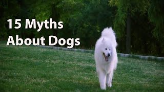 15 Myths About Dogs by Samantha's Animal Facts 45 views 3 years ago 6 minutes, 26 seconds