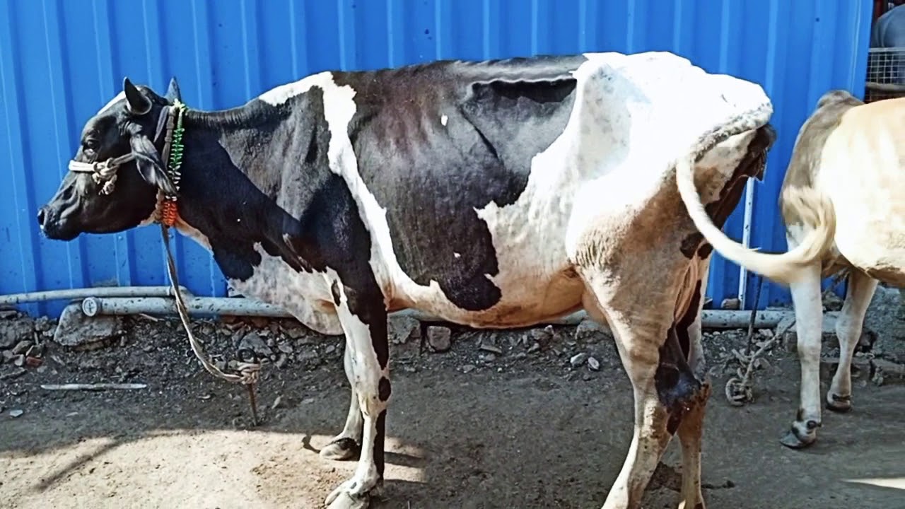 Jarsi gai Jalgaon Call me 8379839445 paru bhai - YouTube