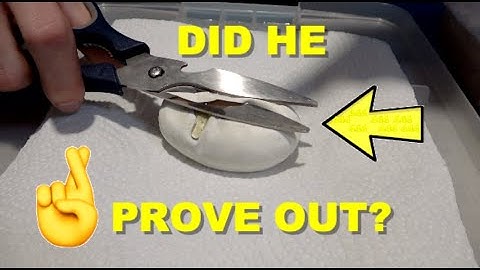 Double Het Hypo Clown Clutch! Ball Python Egg Cutting!