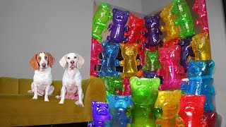 Dogs vs Giant Gummy Bear Prank II: Funny Dogs Maymo & Potpie Battle Gummy Bears