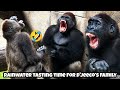 The whole family turns the rain into a giant drinking party 😄💧全家一起把下雨天變成喝水派對#gorilla