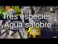 Tres  especies de peces de agua salobres  para acuarios / monodactilus , scatofago, arquero