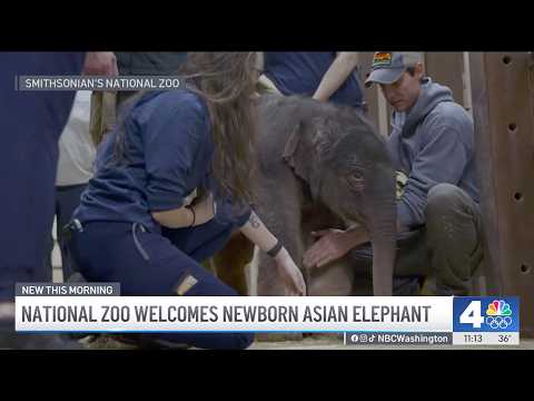 National Zoo welcomes newborn elephant | NBC4 Washington - YouTube