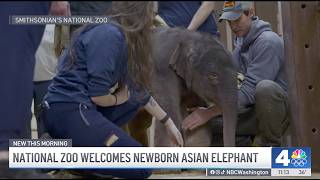 National Zoo Welcomes Newborn Elephant Nbc4 Washington