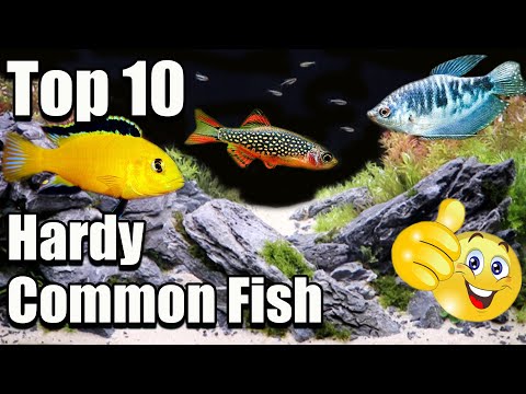 Top 10 Hardy Common Aquarium Fish!
