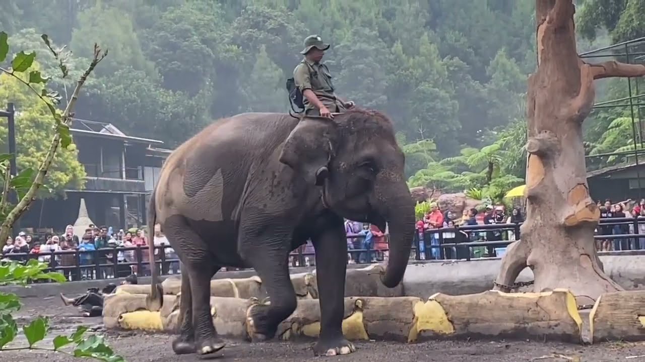 elephanttt show🐘🎉