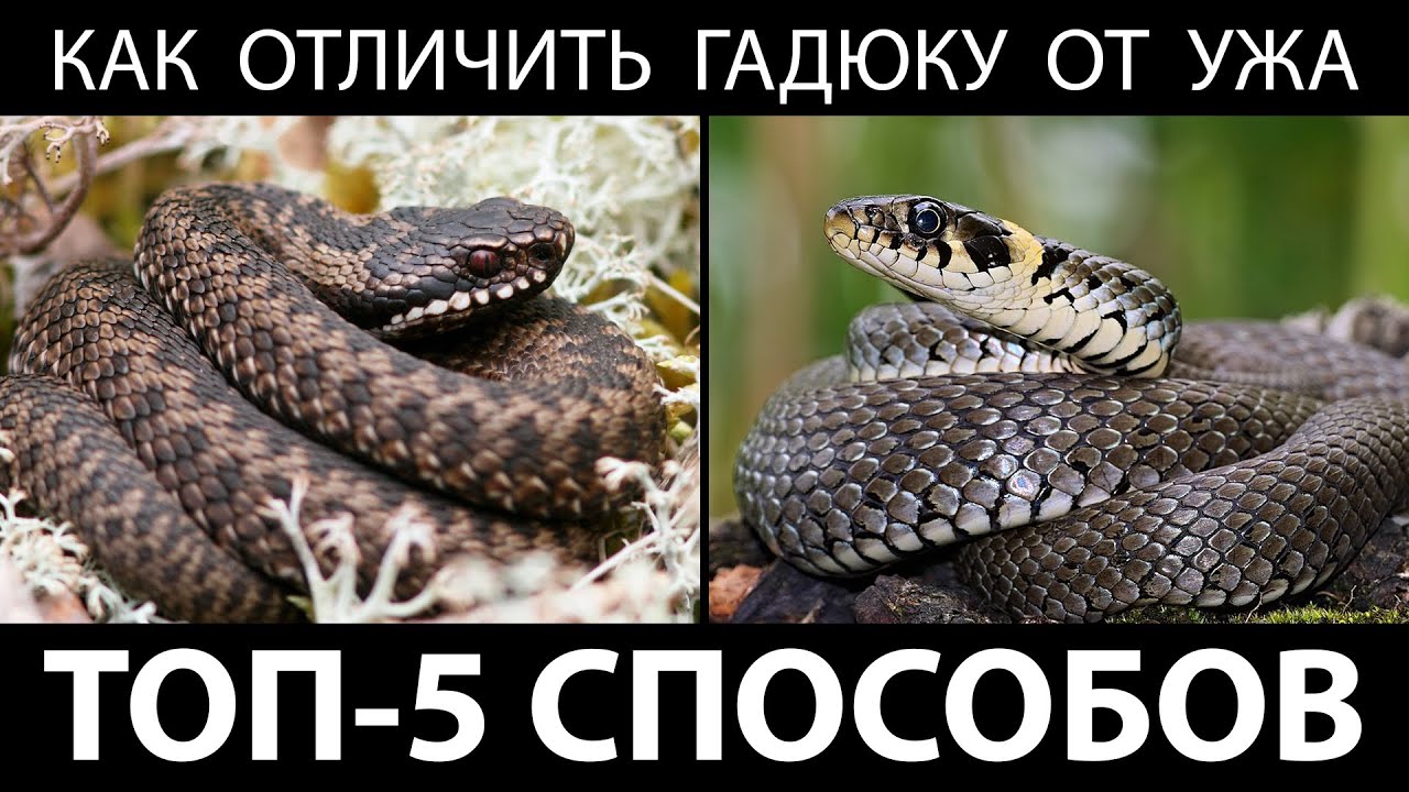 Как отличить гадюку от ужа. Топ-5 способов