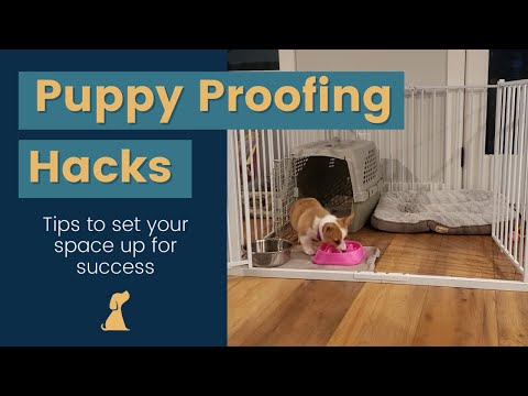 Puppy Space Setup And How To Puppy Proof Your House