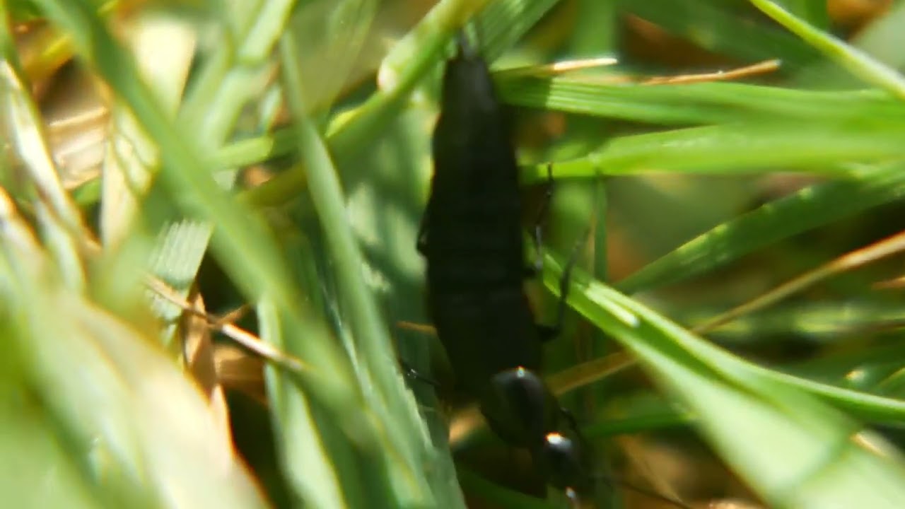 Devils coach horse beetle￼