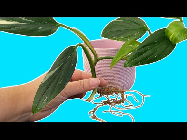 philodendron white princess care Philodendron 'White Princess' - Hive Plants – The White Oak Collection main image 1