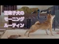 【生後７ヶ月】ちょっと大きくなった子犬のモーニングルーティン！