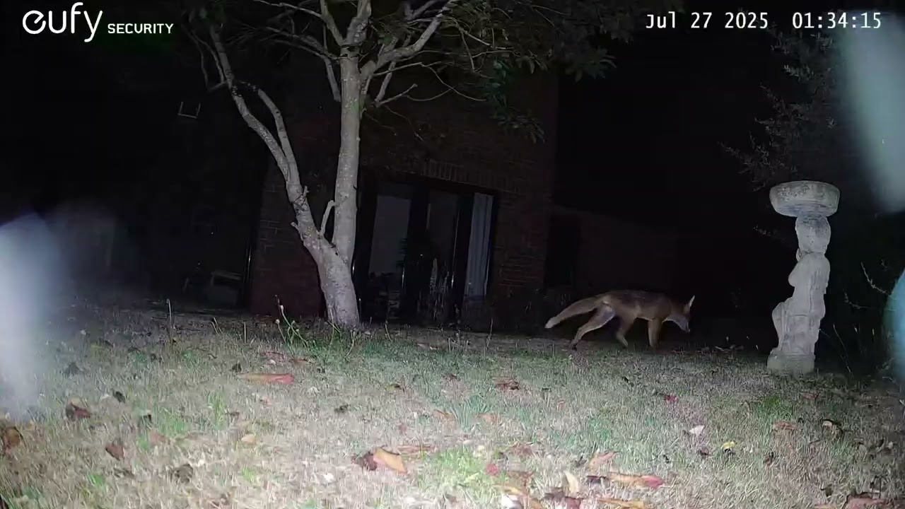Fox Videos EufyCam S3 Pro 3 Security Camera Worcester, England 26th & 27th July 2025