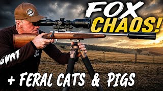 2 NIGHTS CHASING FOXES - FERAL CATS AND PIGS || First Run with the D-MAX and New SAKO 90 .223. #fox