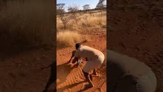 Wild Boar Hunt Caught Live 🎯🐗  #animals #funny