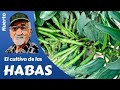 EL CULTIVO DE LAS HABAS - GROWING BEANS (English subtitles). Guía completa HD (miquera73)