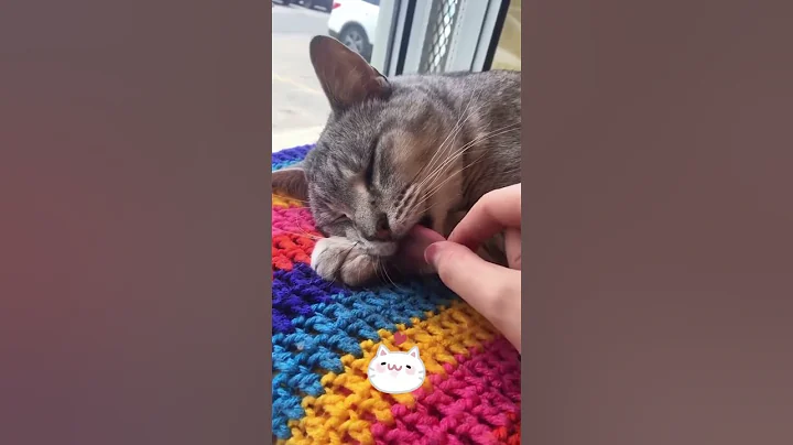 Watch the video about #funny #foryou #funnycat #cats #pets #catlover #funnycats #bb