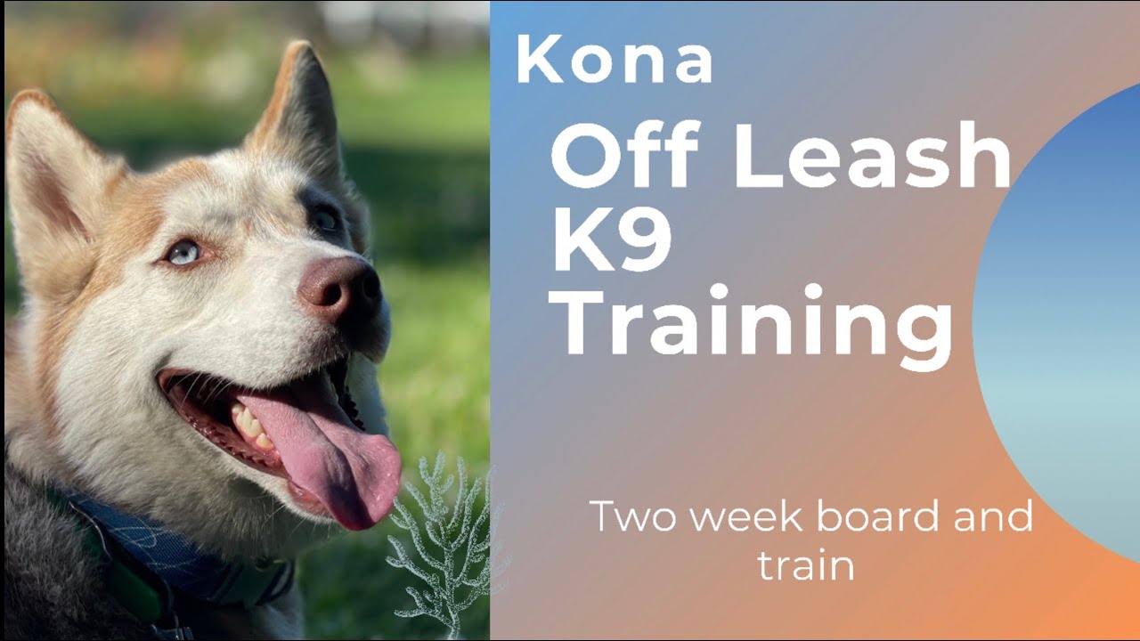 off leash board and train
