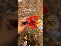 Manifesting for all of us!! #manifestation #flowers #colour #growth #peace #bollywoodsongs #shorts