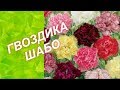 ГВОЗДИКА ШАБО /// ПОСЕВ и ПРАВИЛЬНЫЙ УХОД