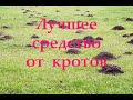 Лучшее средство от кротов.  Борьба с кротами. Кроты на участке как избавится.