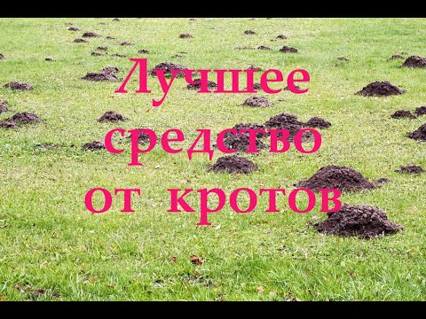 Как отпугнуть кротов с участка своими руками