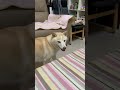 豆皮走來走去