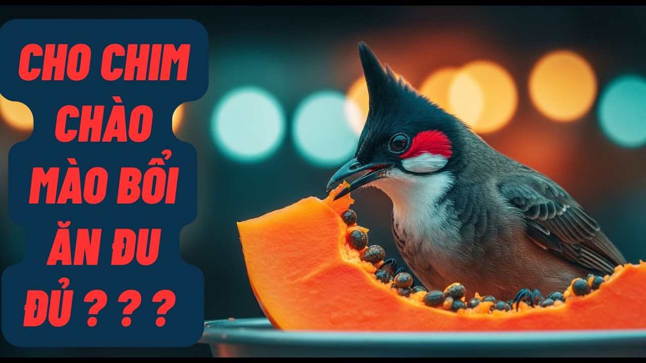 CÁCH THUẦN CHÀO MÀO BỔI/ ngày 4 chim bắt đầu hót và ăn nhiều đu đủ và cám