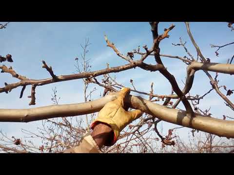 Video: Recortar un árbol de nogal - Aprende a podar árboles de nogal