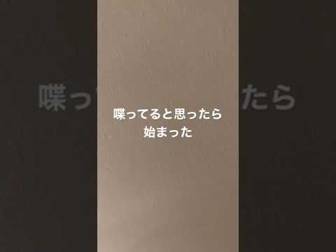 ASMR 喘ぎ声 ピストン Japanese Moaning 