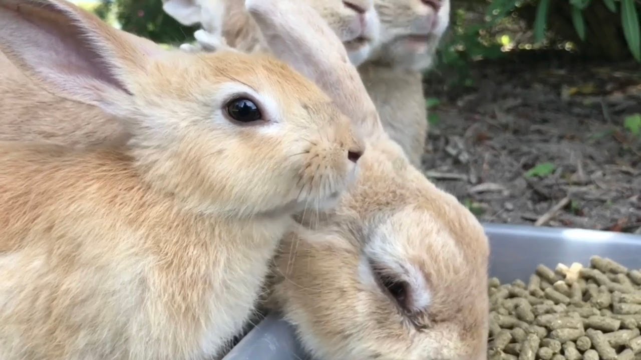 The beauty of a rabbit's eyes rivals that of a diamond. - YouTube