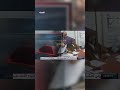 سيف الإسلام القذافي يرد على مطالبة مندوب واشنطن لمجلس الأمن باعتقاله طلبك وقح سيف الإسلام القذافي يرد على مطالبة مندوب واشنطن لمجلس الأمن باعتقاله طلبك وقح