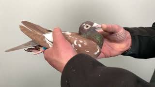 Meulemans 846
