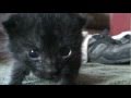 &quot;no name&quot; kitten has his investigating feet on