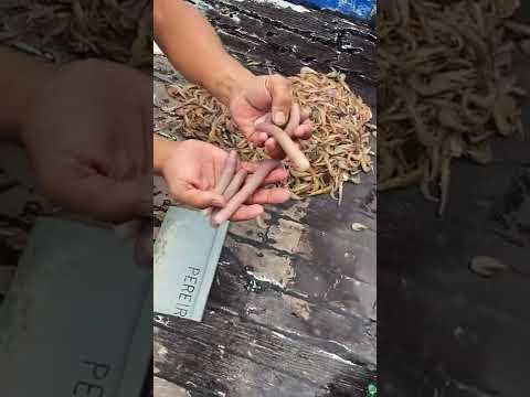 Vídeo: Os camarões comem minhocas?