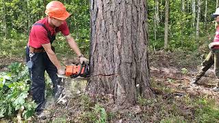 Вальщик леса 80 уровня валит наклонное дерево в направления вала 🌲 🌲 🌲