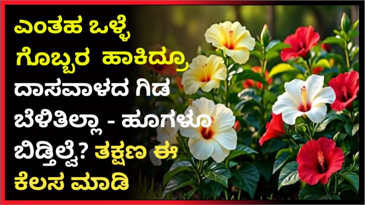 ಎಂತಹ ಒಳ್ಳೆ ಗೊಬ್ಬರ ಹಾಕಿದ್ರೂ ದಾಸವಾಳದ ಗಿಡ- ಹೂಗಳೂ ಬಿಡ್ತಿಲ್ಲವೇ?ತಕ್ಷಣ -|#marysmanegarden | hibiscus care